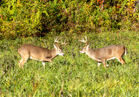 SmokyMountains_0283
