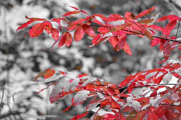 SmokyMountains_0398