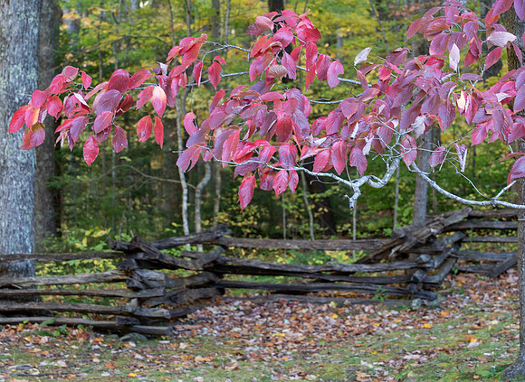 SmokyMountains_0607