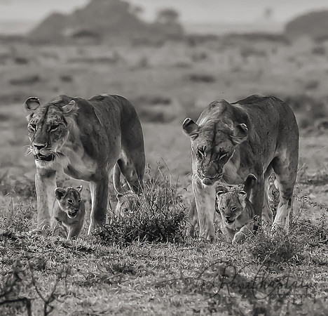 Kenya_Jul282019_4566 bw