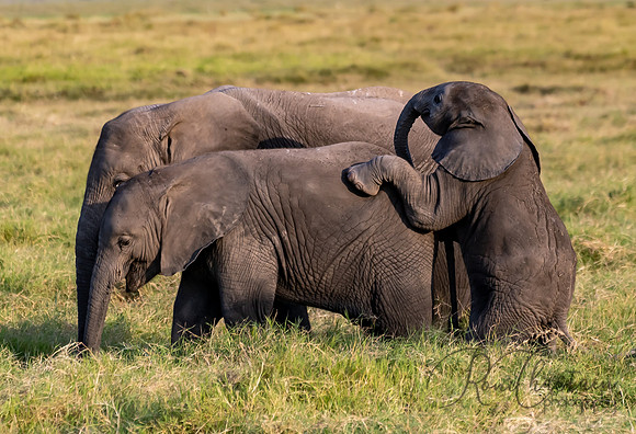 Kenya_Jul232019_1352