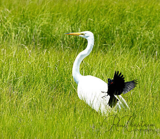 GrHeron Oceanside_0090