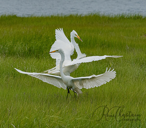 GrHeron Oceanside_0195