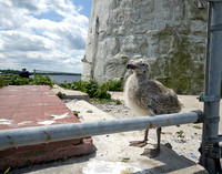 ExecRocklighthouse_0499