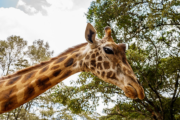 Kenya_Jul212019_3645