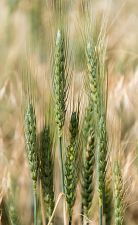 Palouse3_061815_0054 copy