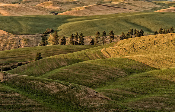 Palouse3_061815_0331 copy