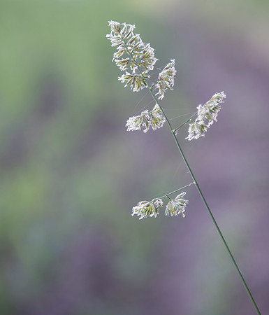 Palouse4_061915_0011