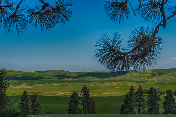 Palouse4_061915_0051