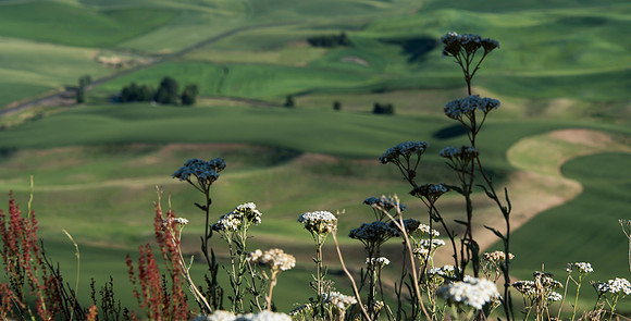 Palouse4_061915_0131