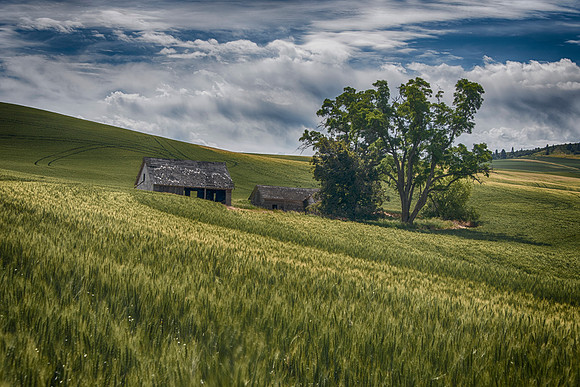 Palouse6_062115_0008 copy