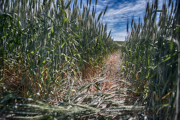 Palouse6_062115_0019 copy