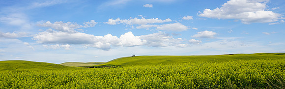 Palouse7 sony_062215_0027 copy