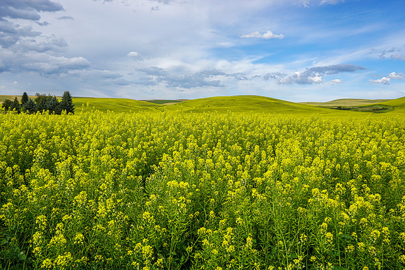 Palouse7 sony_062215_0033 copy