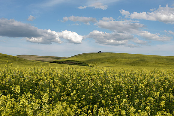 Palouse7_062215_0248 copy