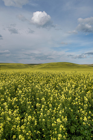 Palouse7_062215_0282 copy