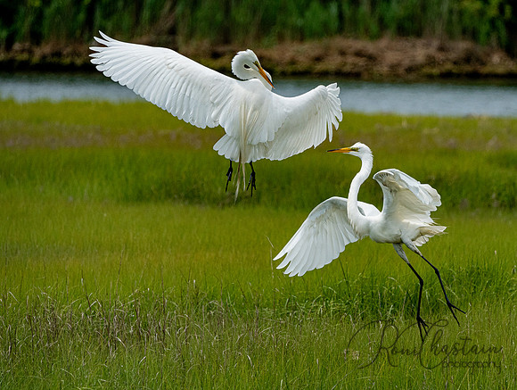 GrHeron Oceanside_0167