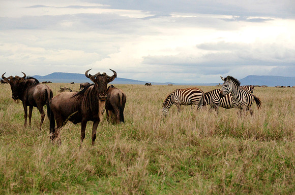 africa 09_7269