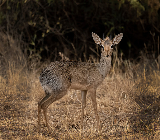 Kenya_Aug012019_6839