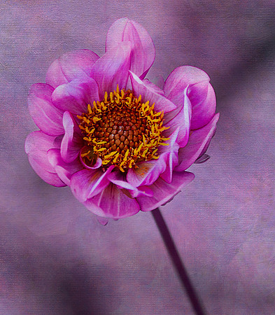 BerkshiresBotanical_Jul092014_0166