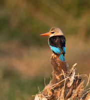 Kenya_072219_1806