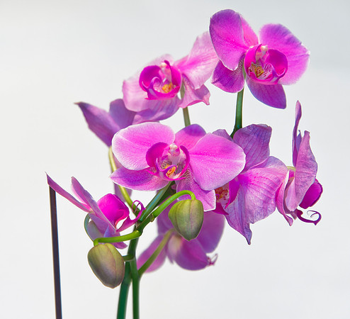HomeFlowers_Mar062013_7920