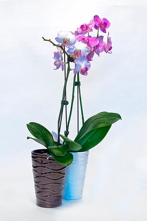 HomeFlowers_Mar062013_7923