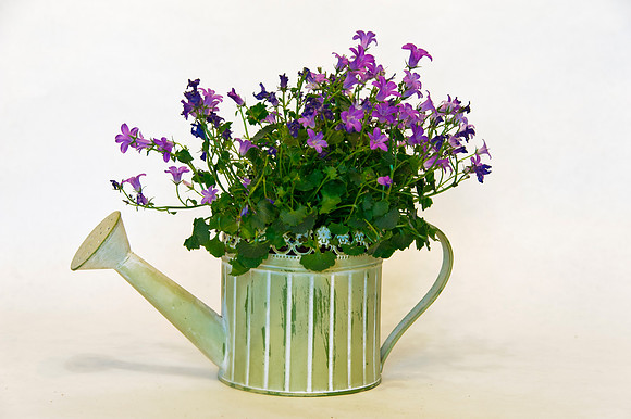HomeFlowers_Mar062013_7928
