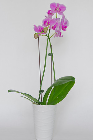 HomeFlowers_Mar062013_7933
