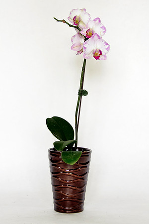 HomeFlowers_Mar062013_7935