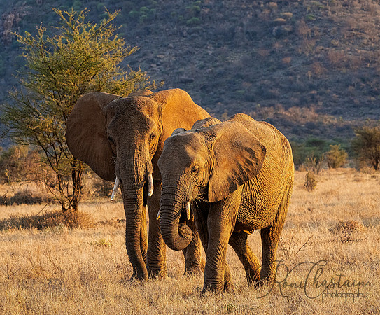Kenya_Aug012019_9540