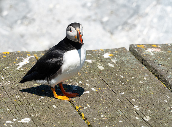 PUFFINS, MAINE 2025_0152