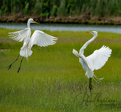 GrHeron Oceanside_0170