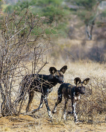 Kenya_Aug012019_6648