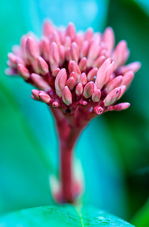 PlantingFields_Apr132013_8039