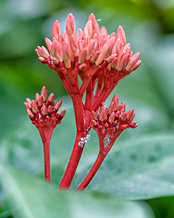 PlantingFields_Apr132013_8040