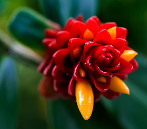 PlantingFields_Apr132013_8048
