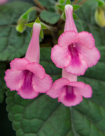 PlantingFields_Apr132013_8115