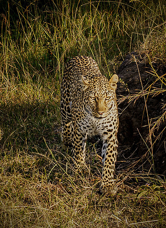 Kenya_Jul282019_4286