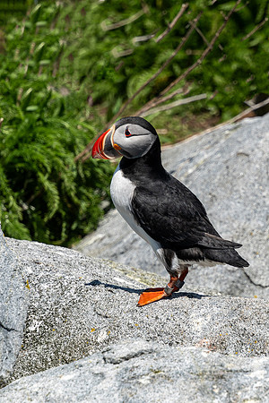 PUFFINS, MAINE 2025_0111