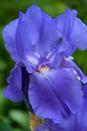 BrooklynBotanicalGrdens_May182013_8971