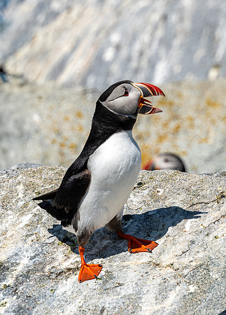 PUFFINS, MAINE 2025_0325