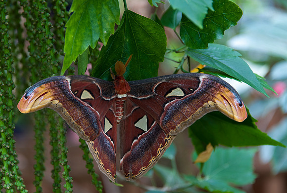 Magic Wings Conservatory & Garden
