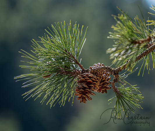 Mohonk Mountain House_0204
