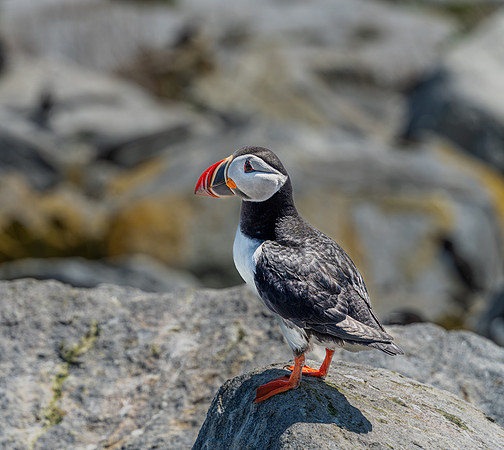 PUFFINS, MAINE 2025_0395
