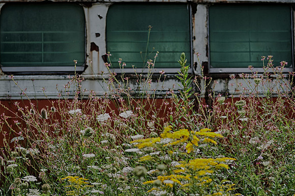 TrolleyGraveyardPAfish_Aug172014_0077