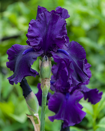 BrooklynBotanicalGrdens_May182013_9064