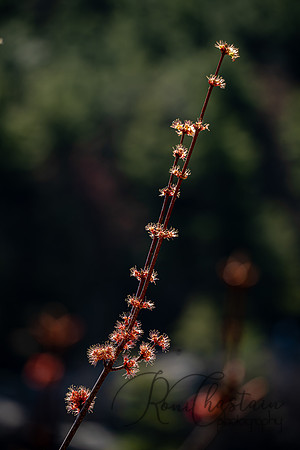 Mohonk Mountain House_0200