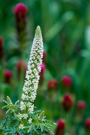 BrooklynBotanicalGrdens_May182013_9045