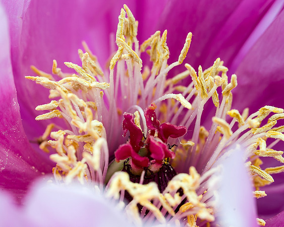 BrooklynBotanicalGrdens_May182013_9016